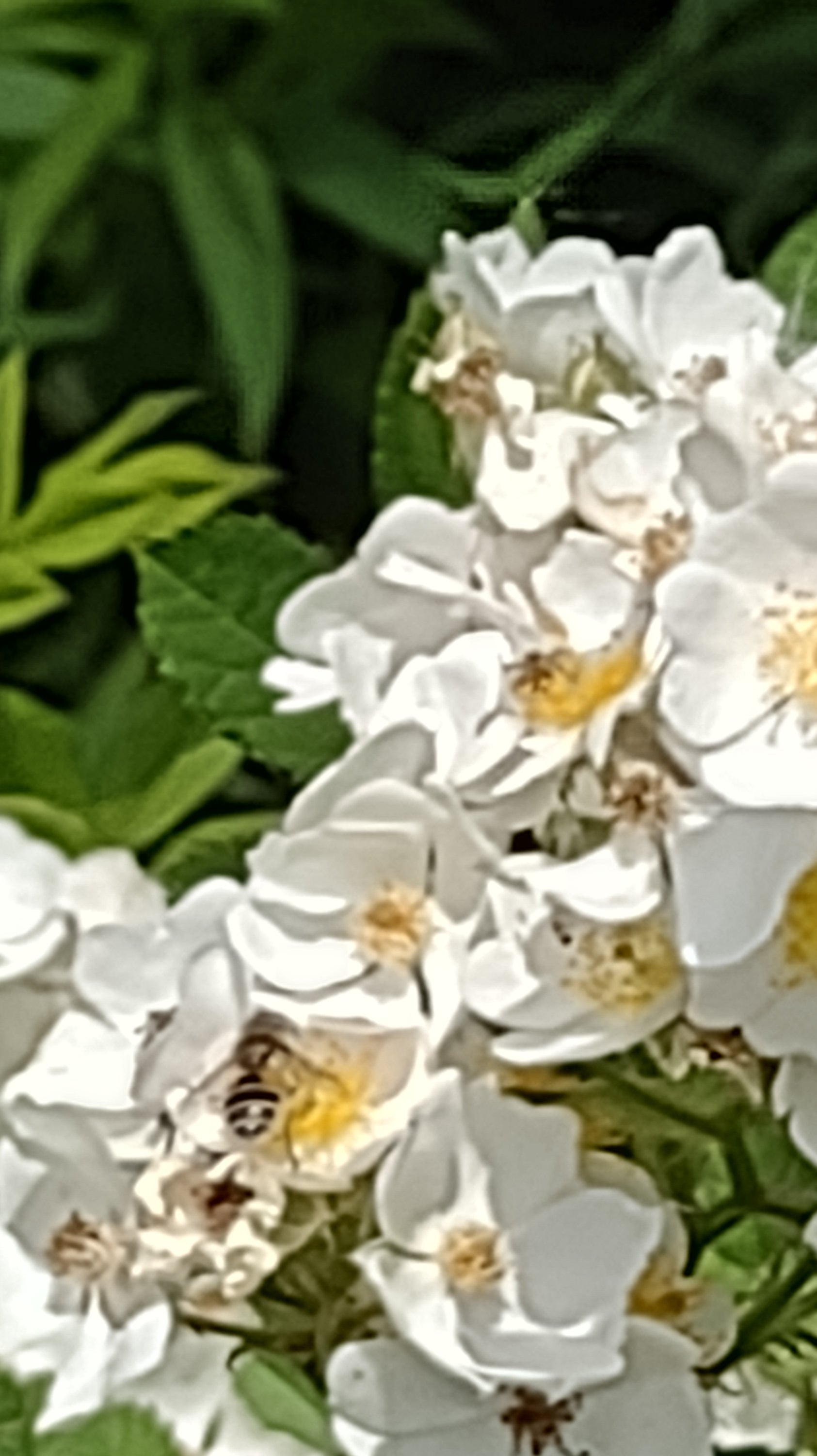 THE ORGANIC INGREDIENT ADVANTAGE