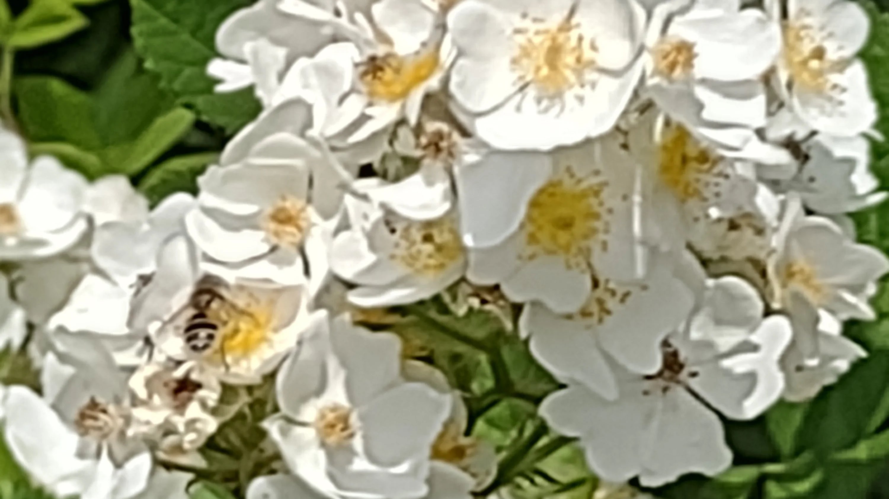 THE ORGANIC INGREDIENT ADVANTAGE