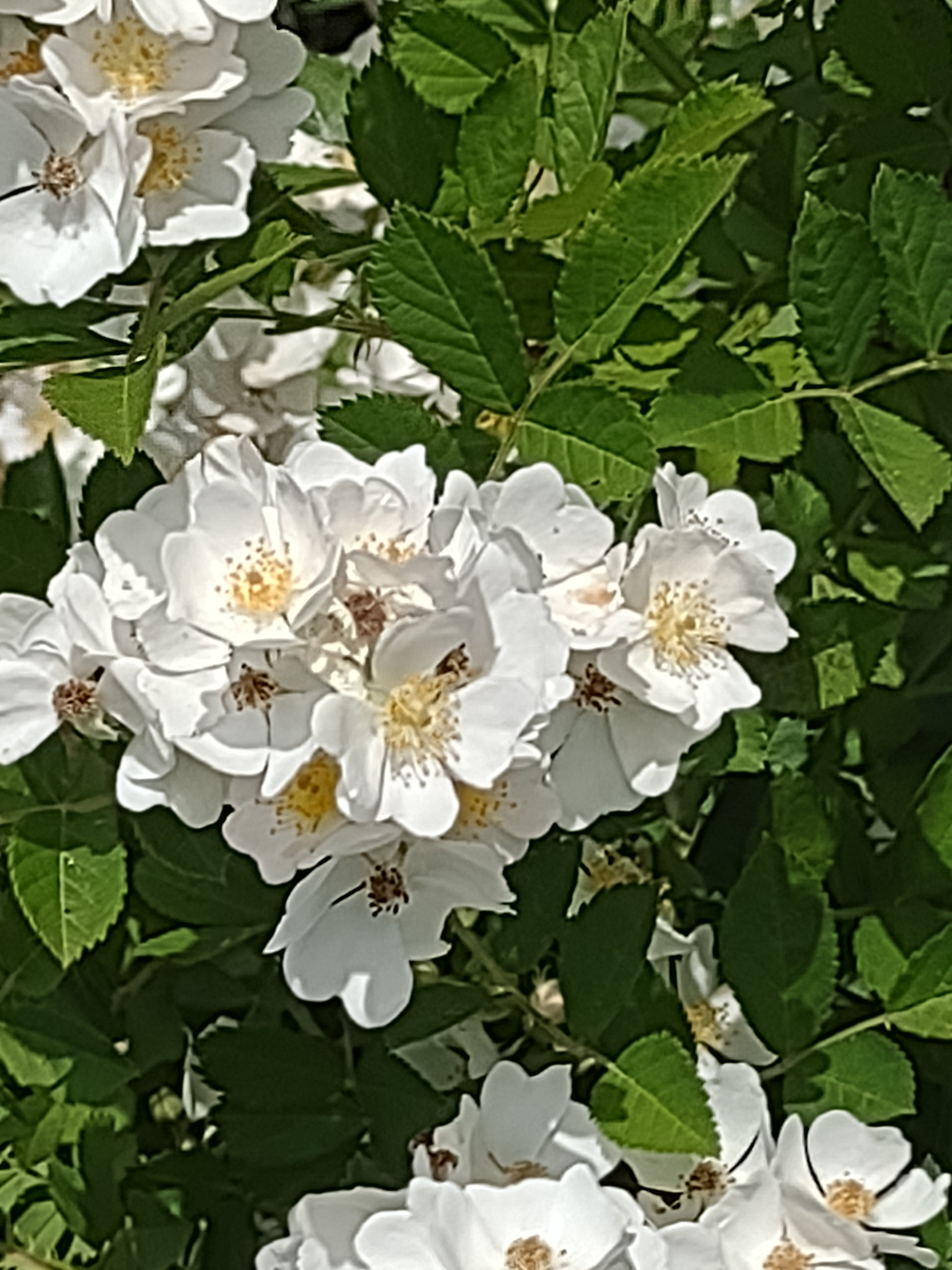Close-up of white flowers with green leaves